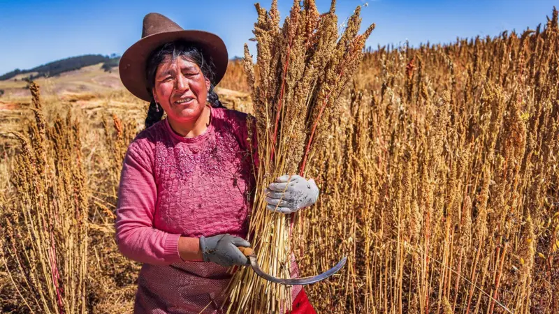 Ata tohumu eski tahıllar düşünüldüğü kadar sağlığa yararlı mı?