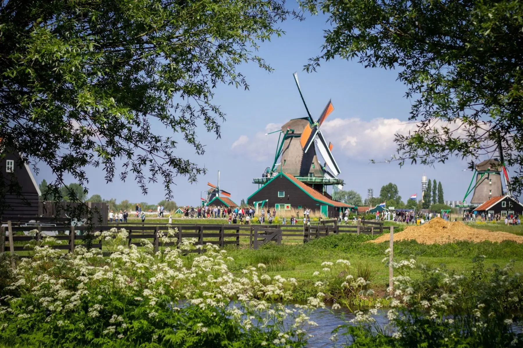 Yüzlerce yel değirmeni kapılarını açtı: Hollanda’da Ulusal Değirmen Günü kutlandı